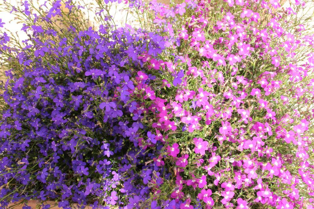 Fiori E Limoni Bed & Breakfast Quartucciu Luaran gambar